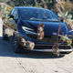 A black 2023 Toyota Prius.